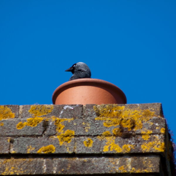 Crow looking out of Chimney Pot