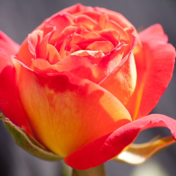 Red Rose (Rosa)