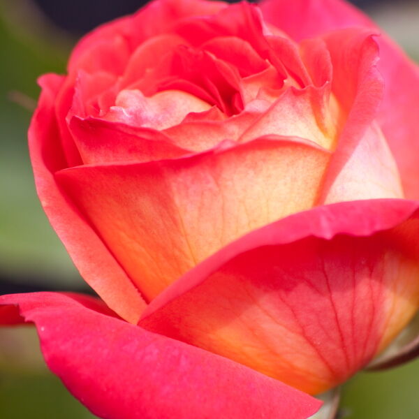 Red Rose (Rosa)