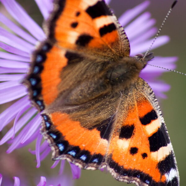 Small Tortoiseshell Butterfly (Aglais Urticae)