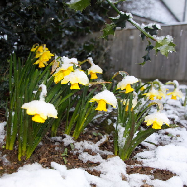 Daffodil Flowers ( Narcissus) in the Snow