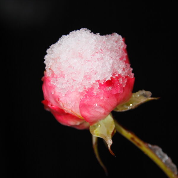 Rose (Rosa) in the Snow