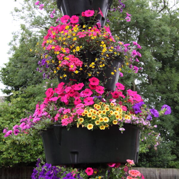 Colourful Flowers