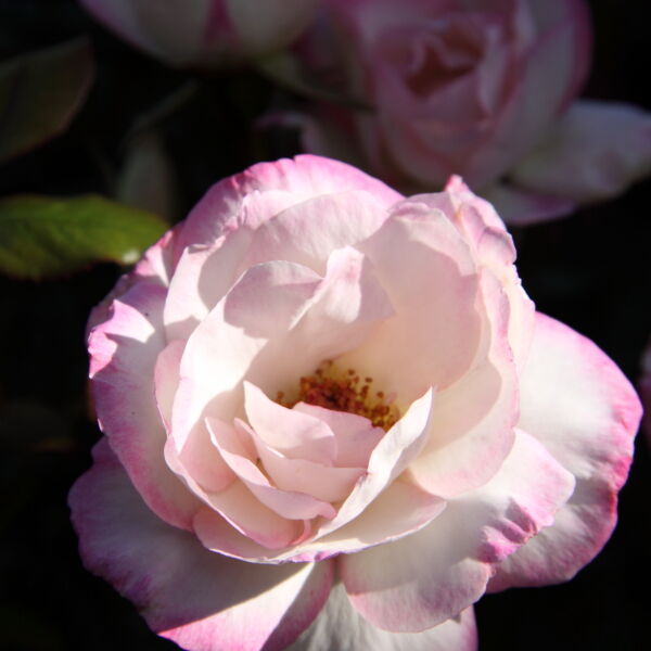 Pink Rose (Rosa)