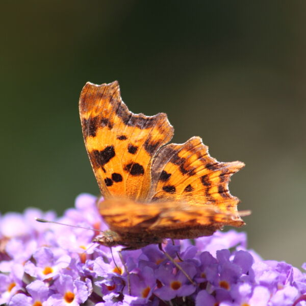 Comma Butterfly