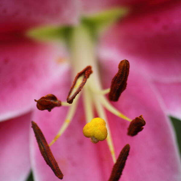 Asiatic Lily ( Lilium)