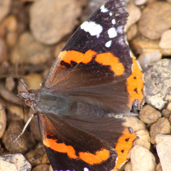 Red Admiral Butterfly (Vanessa atalanta)