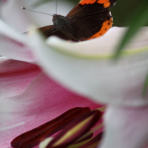 Asiatic Lily with red admiral Butterfly
