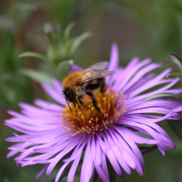 Honey Bee ( Apis) on Asta Flower