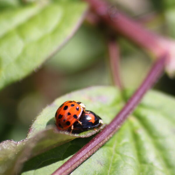 Ladybirds Mating (Coccinellidae)
