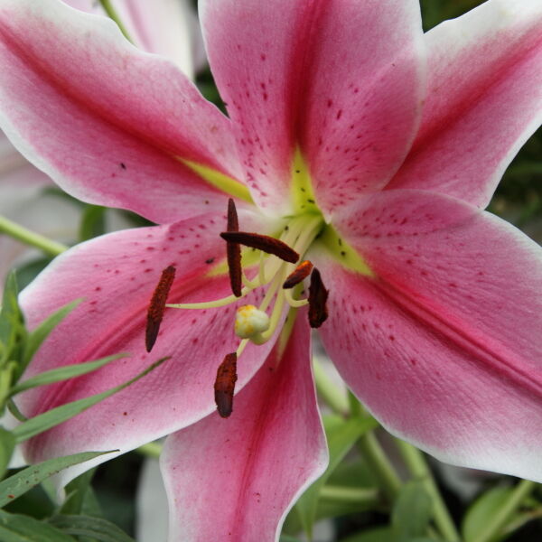 Asiatic Lily (Lilium) Flower