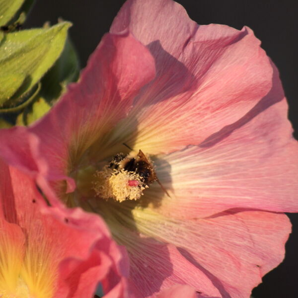 Wild Rose ( Rosa acicularis) with a Bee