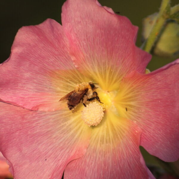 wild rose ( Rosa acicularis) with bee