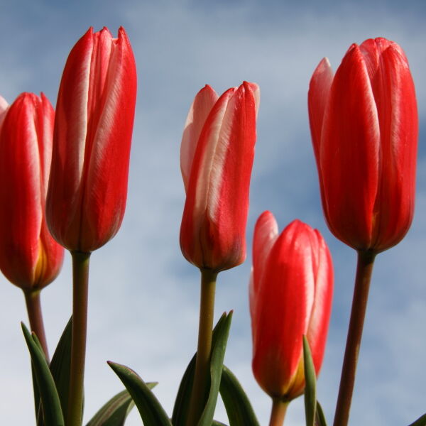 Tulips (Tulipa) Dwarf Hearts Delight