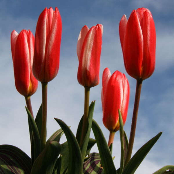 Tulips (Tulipa) Dwarf Hearts Delight