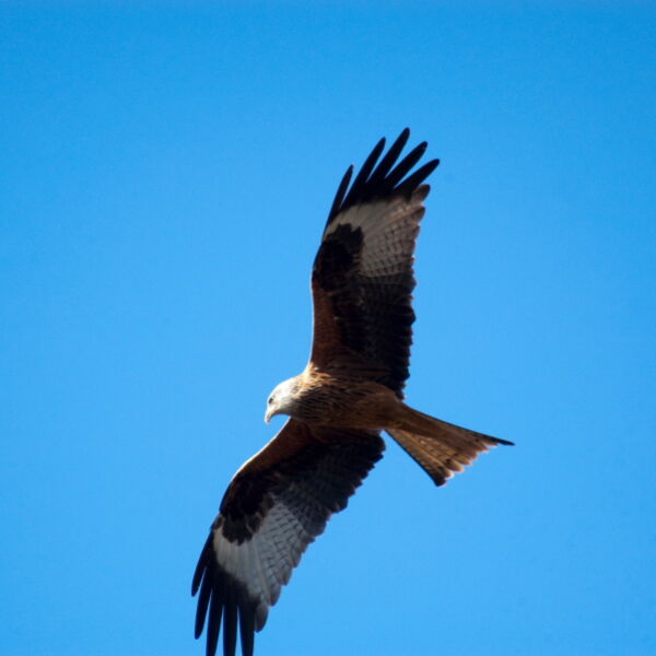 Red Kite ( Milvus milvus) Bird