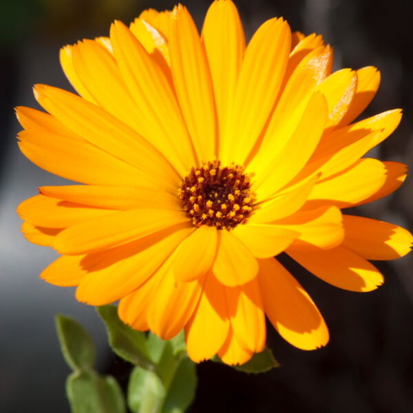Orange Daisy Flowers ( Gerbera)