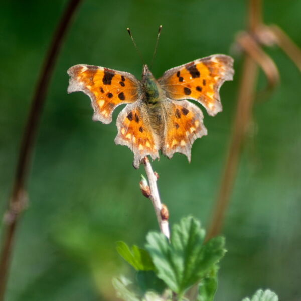 Comma Butterfly