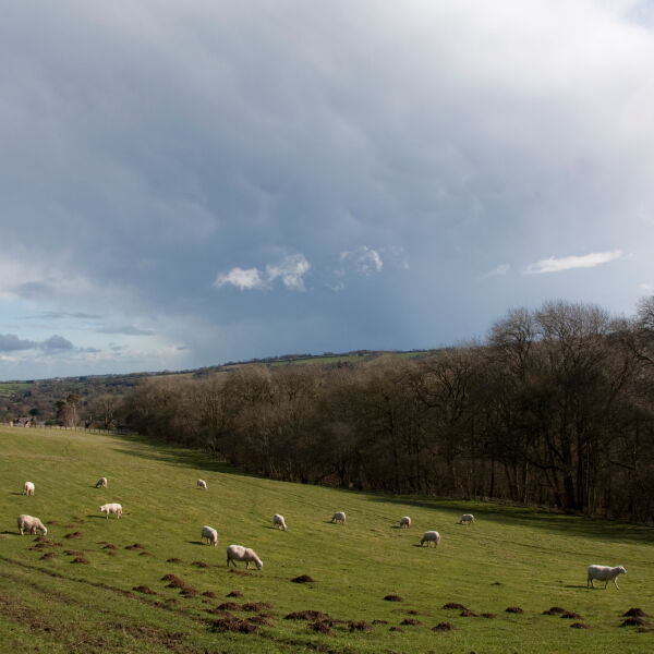Whichford Woods and Sheep