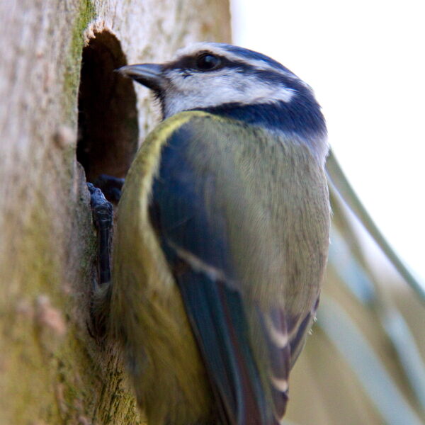 Blue Tit ( Cyanistes caeruleus) hanging onto nest hole