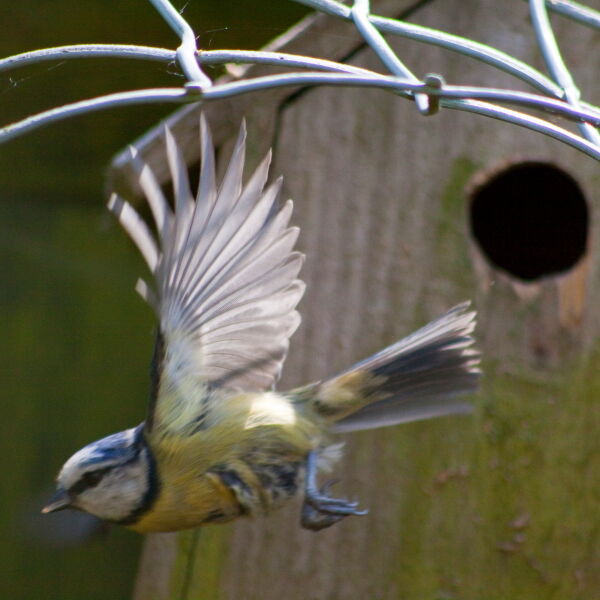 Blue Tit ( Cyanistes caeruleus) flying from nest hole