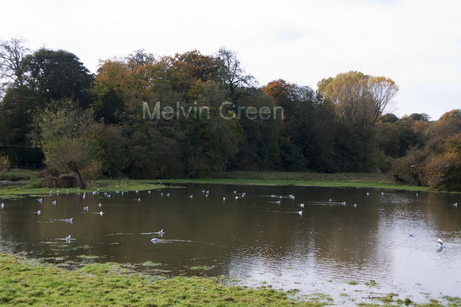 Flooding 2