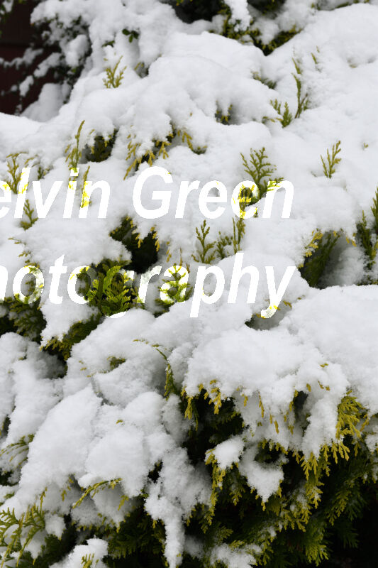 Conifer Scrub ( Pinophyta)
