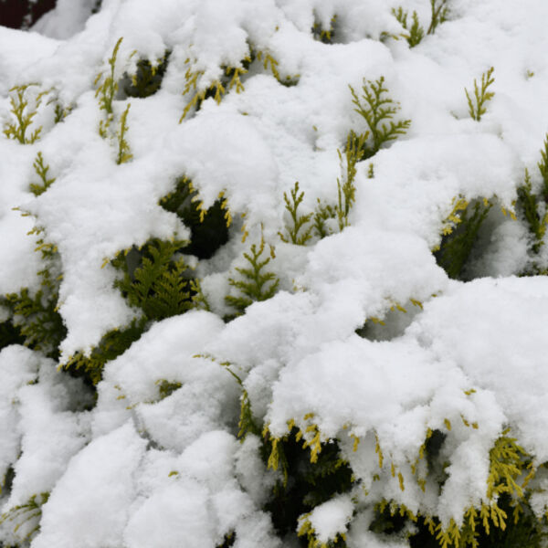 Conifer Scrub ( Pinophyta)