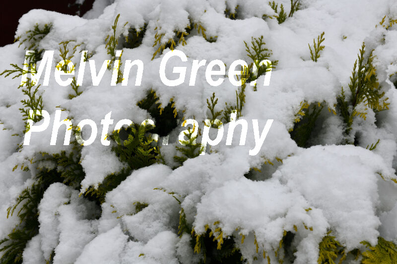 Conifer Scrub ( Pinophyta)