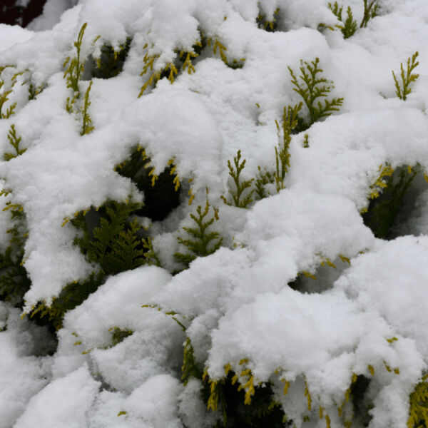 Conifer Scrub ( Pinophyta)