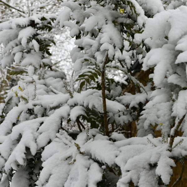 Holy Tree (Ilex) in the Snow