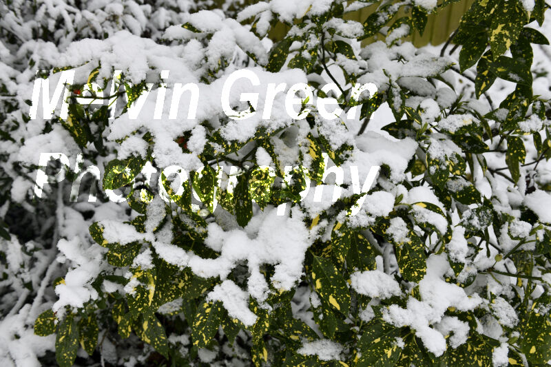 Yellow and Green Leaf Plant in Winter