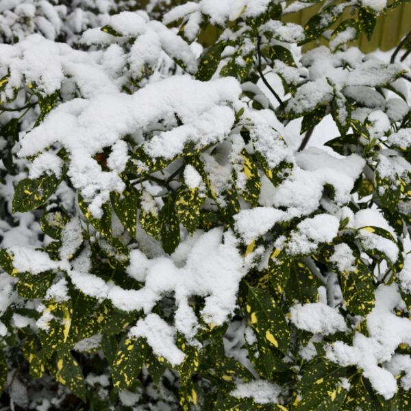 Yellow and Green Leaf Plant in Winter