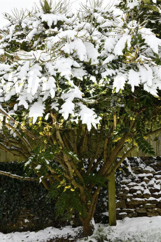Yellow flowering Tree