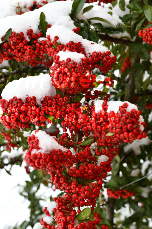 Pyracantha Bush with red Berries