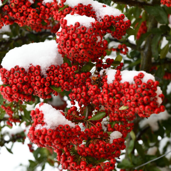 Pyracantha Bush with red Berries