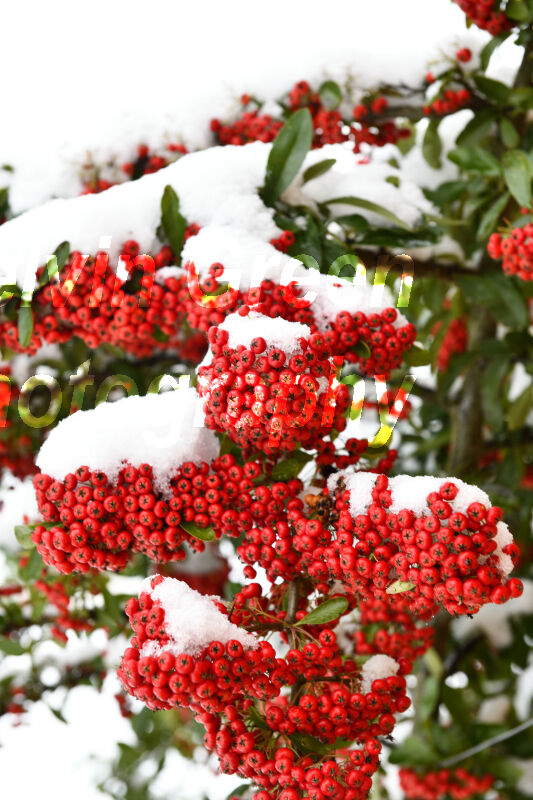 Pyracantha with red berries