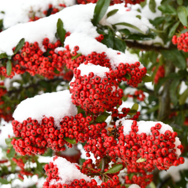 Pyracantha with red berries