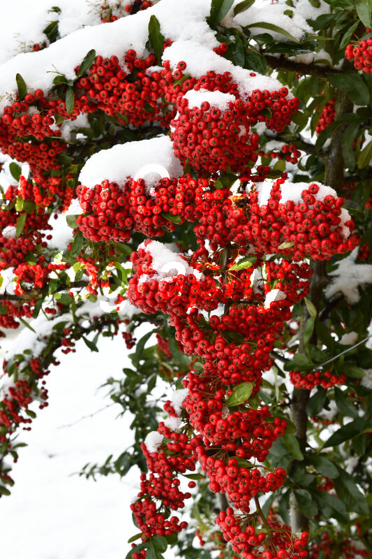 Pyracantha with red berries