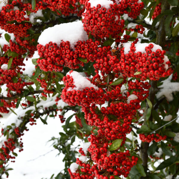Pyracantha with red berries