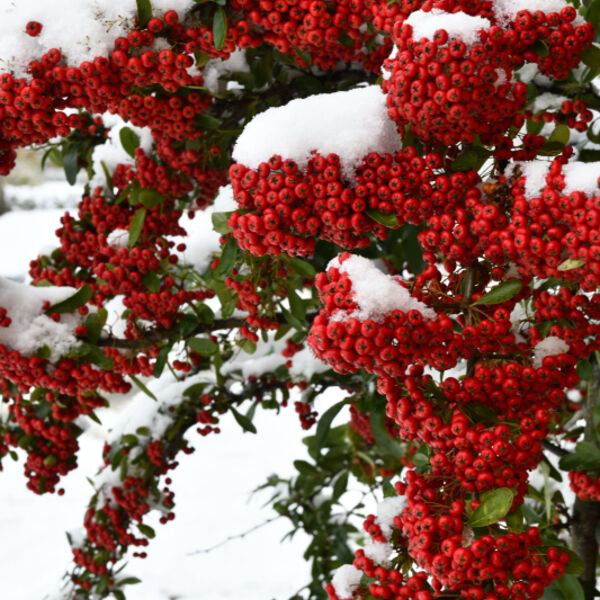 Pyracantha Bush with red Berries