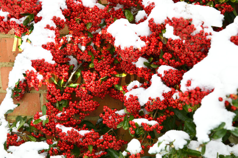 Pyracantha Bush with red Berries