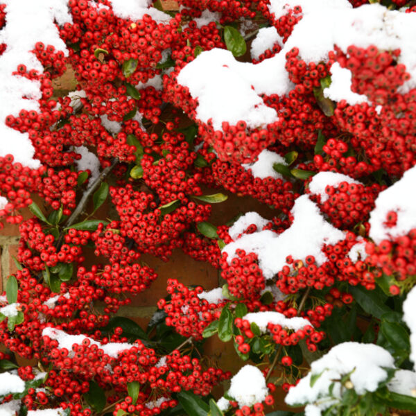 Pyracantha Bush with red Berries