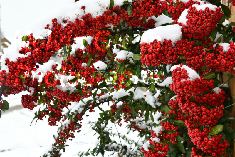 Pyracantha Bush with red Berries