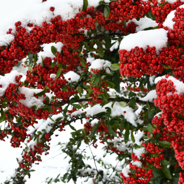 Pyracantha Bush with red Berries