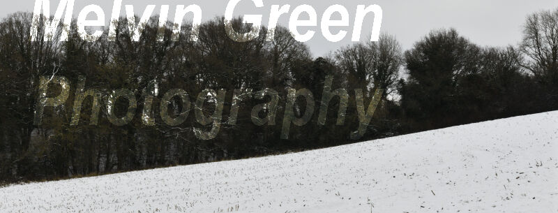 Trees on a Slope