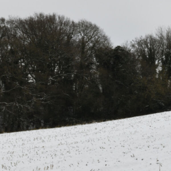 Trees on a Slope