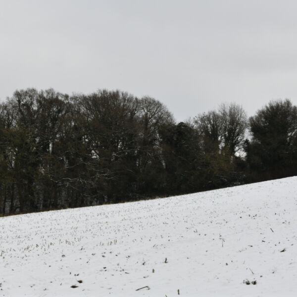 Trees on a Slope