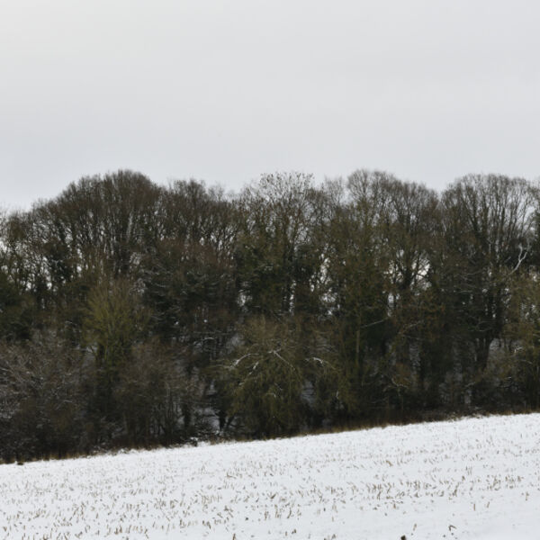 Trees on a Slope