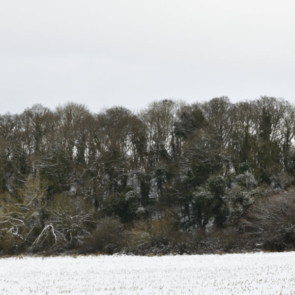 Trees in Winter